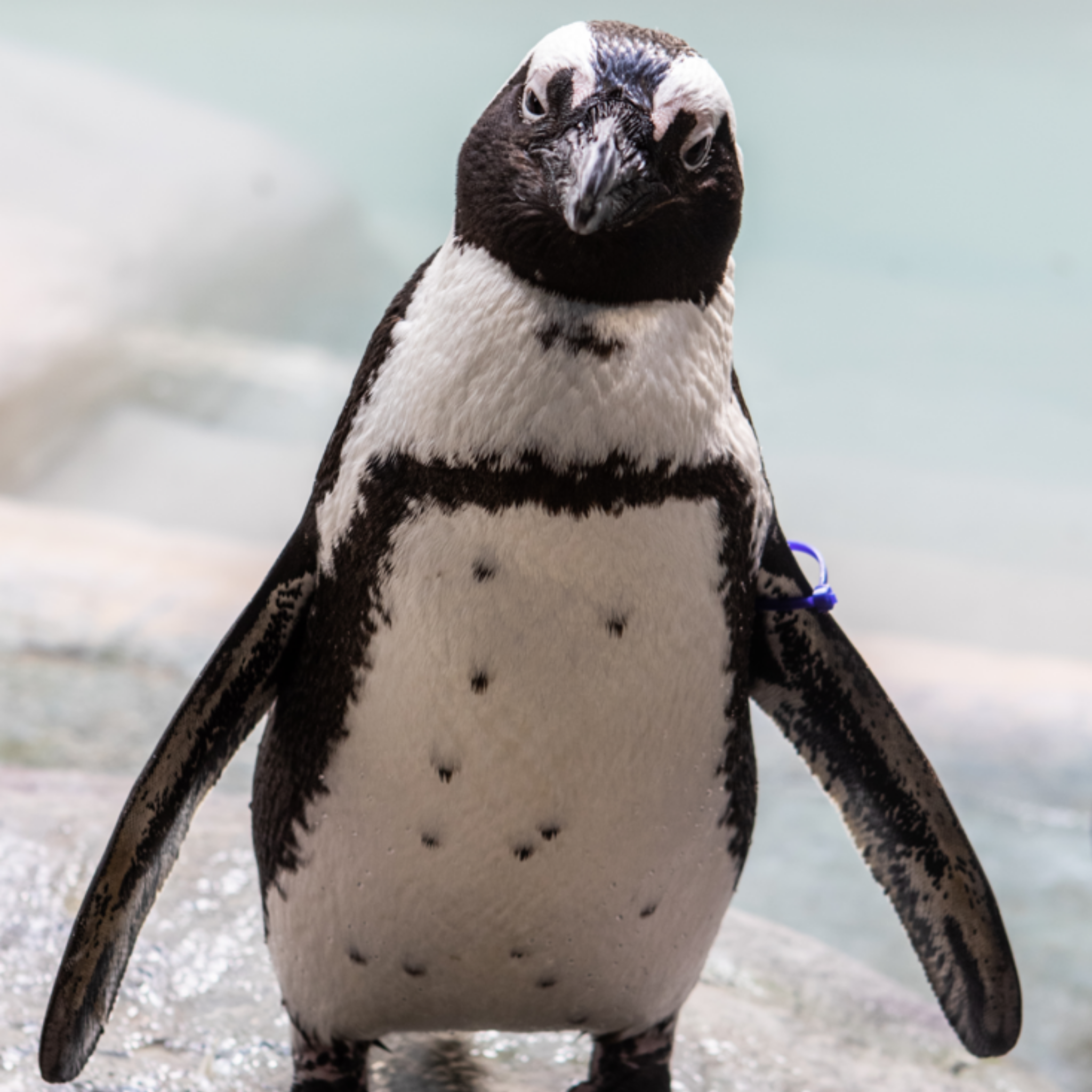 African Penguin – Toronto Zoo Wildlife Conservancy Adopt An Animal