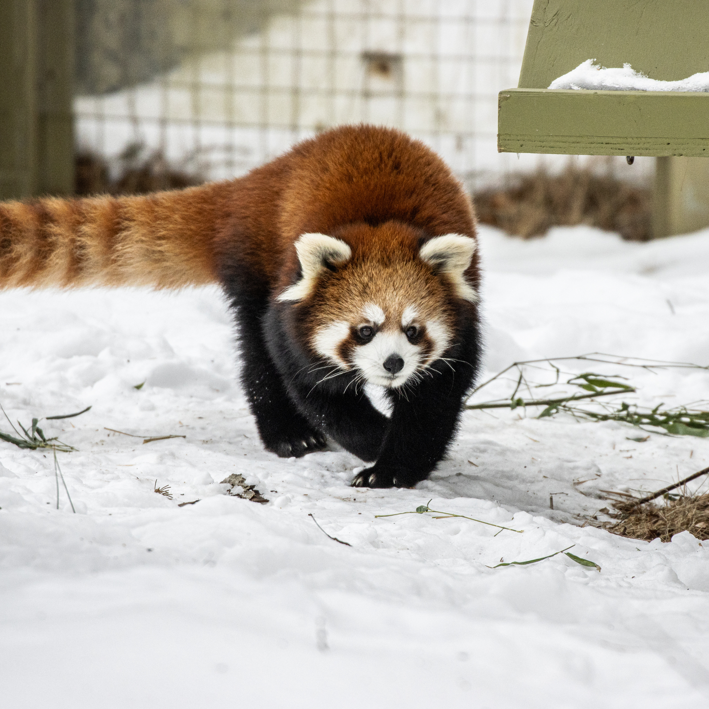 Red Panda, Poppy