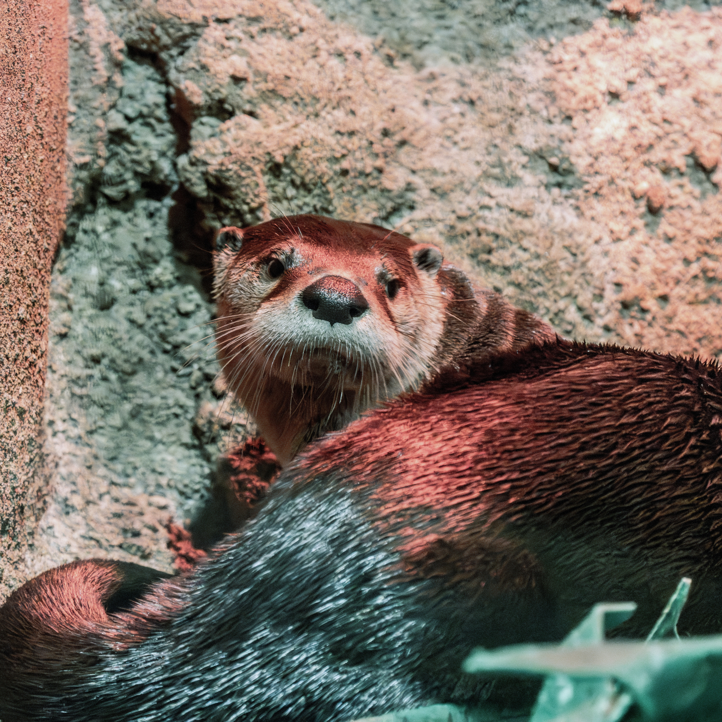 North American River Otter, Maybelle