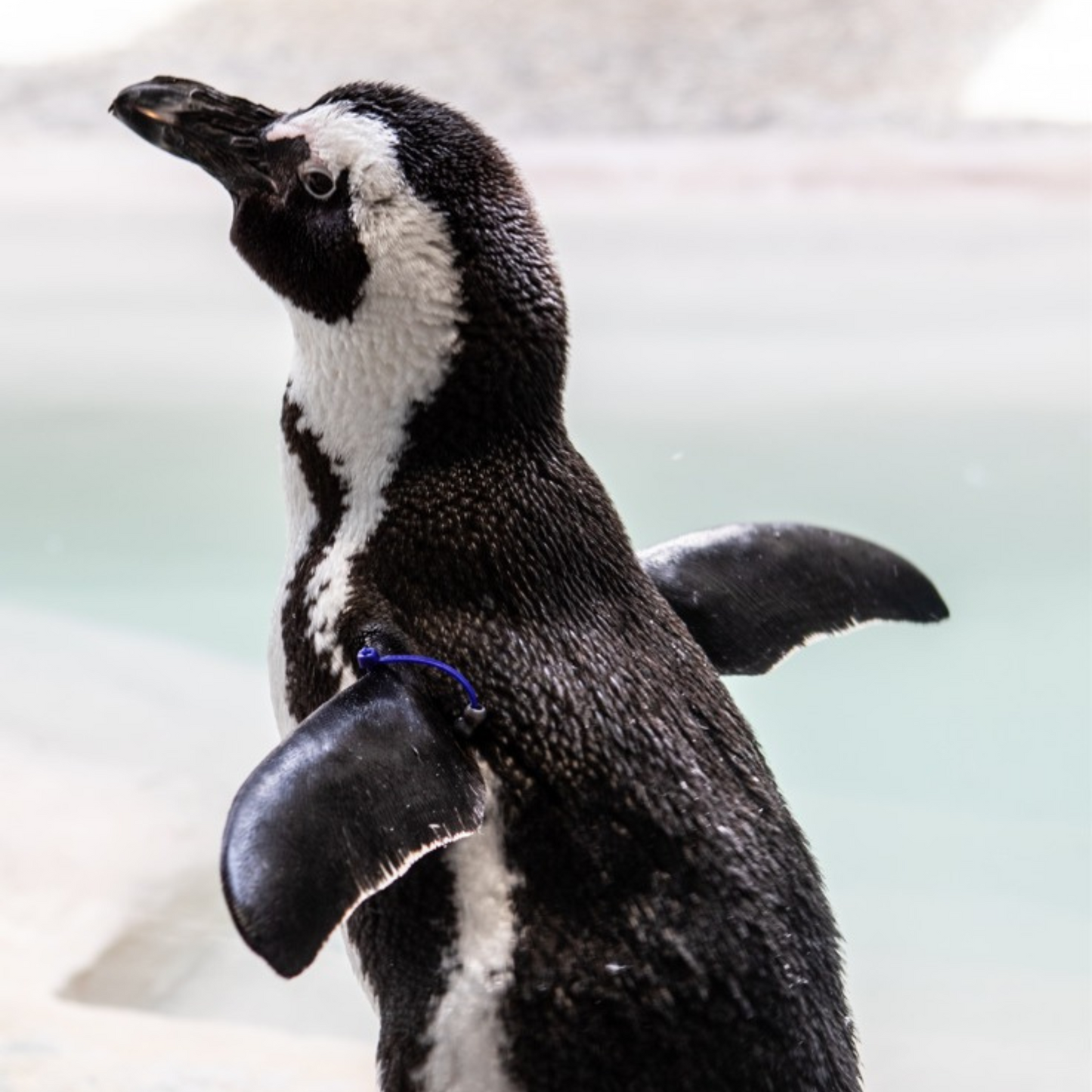 African Penguin