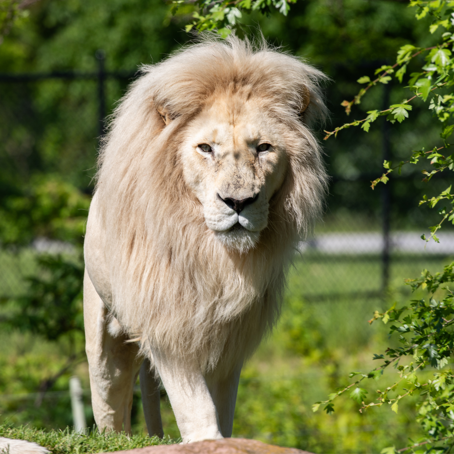 African White Lion, Fintan