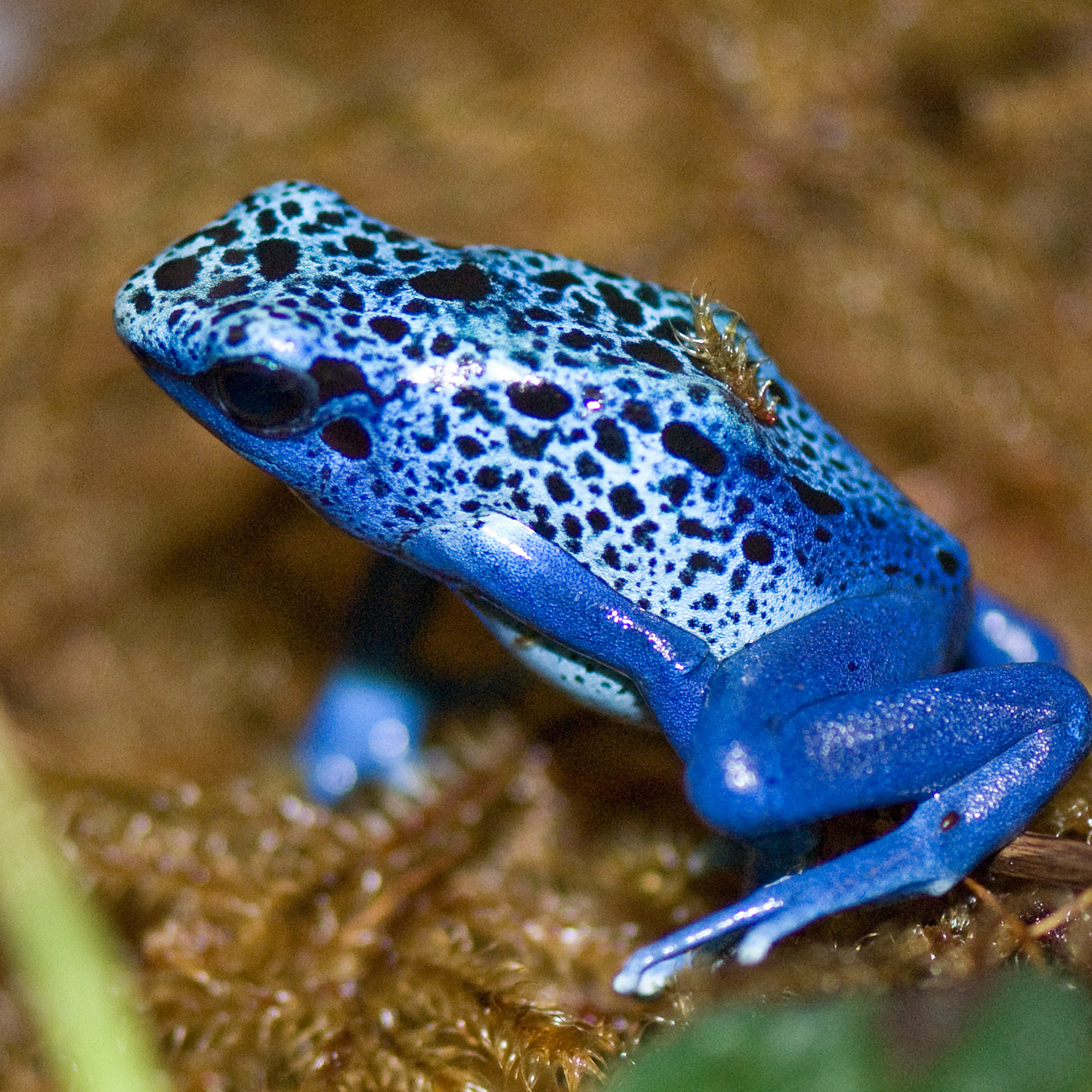 Blue Poison Dart Frog, Azure