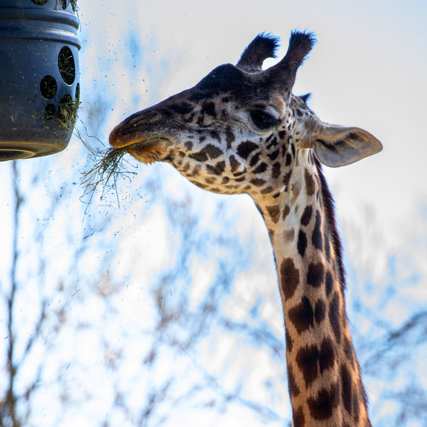 Masai Giraffe