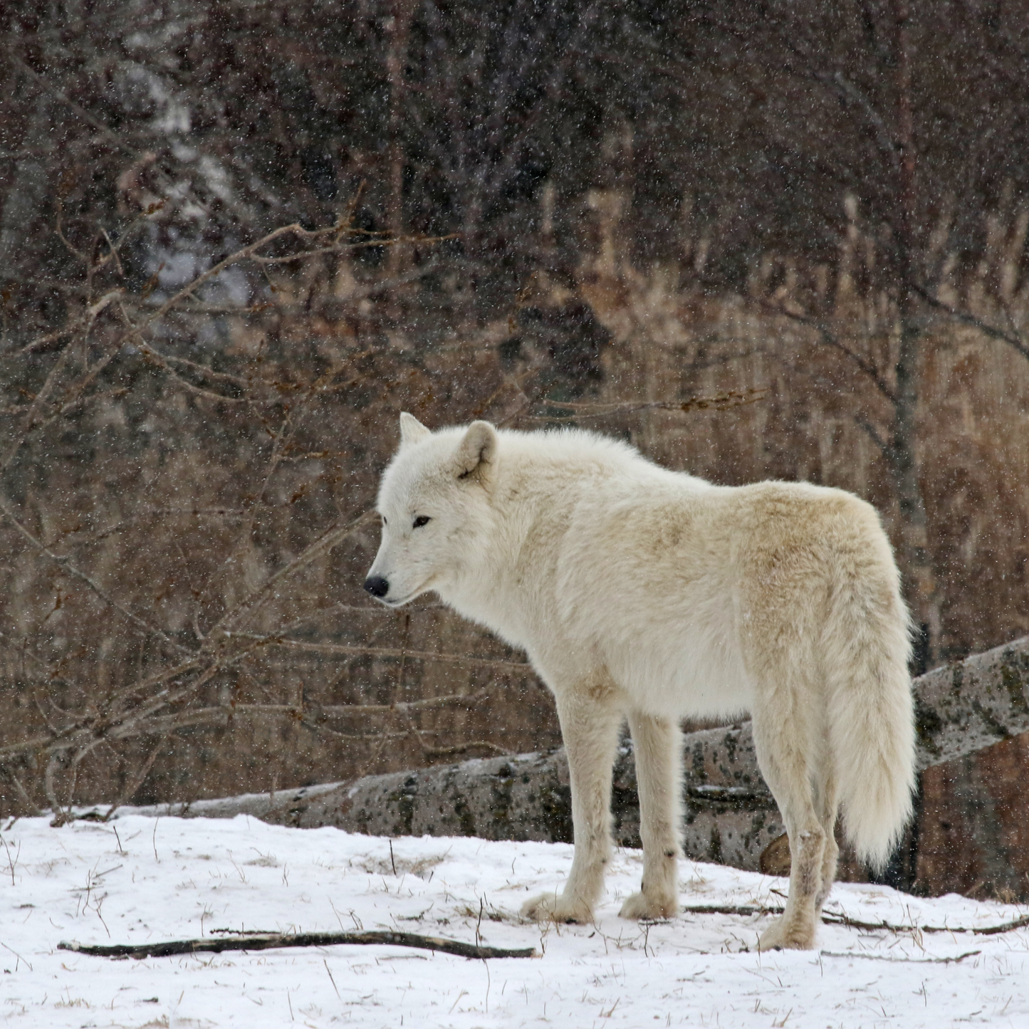 Flavoured Bubbles for Arctic Wolves