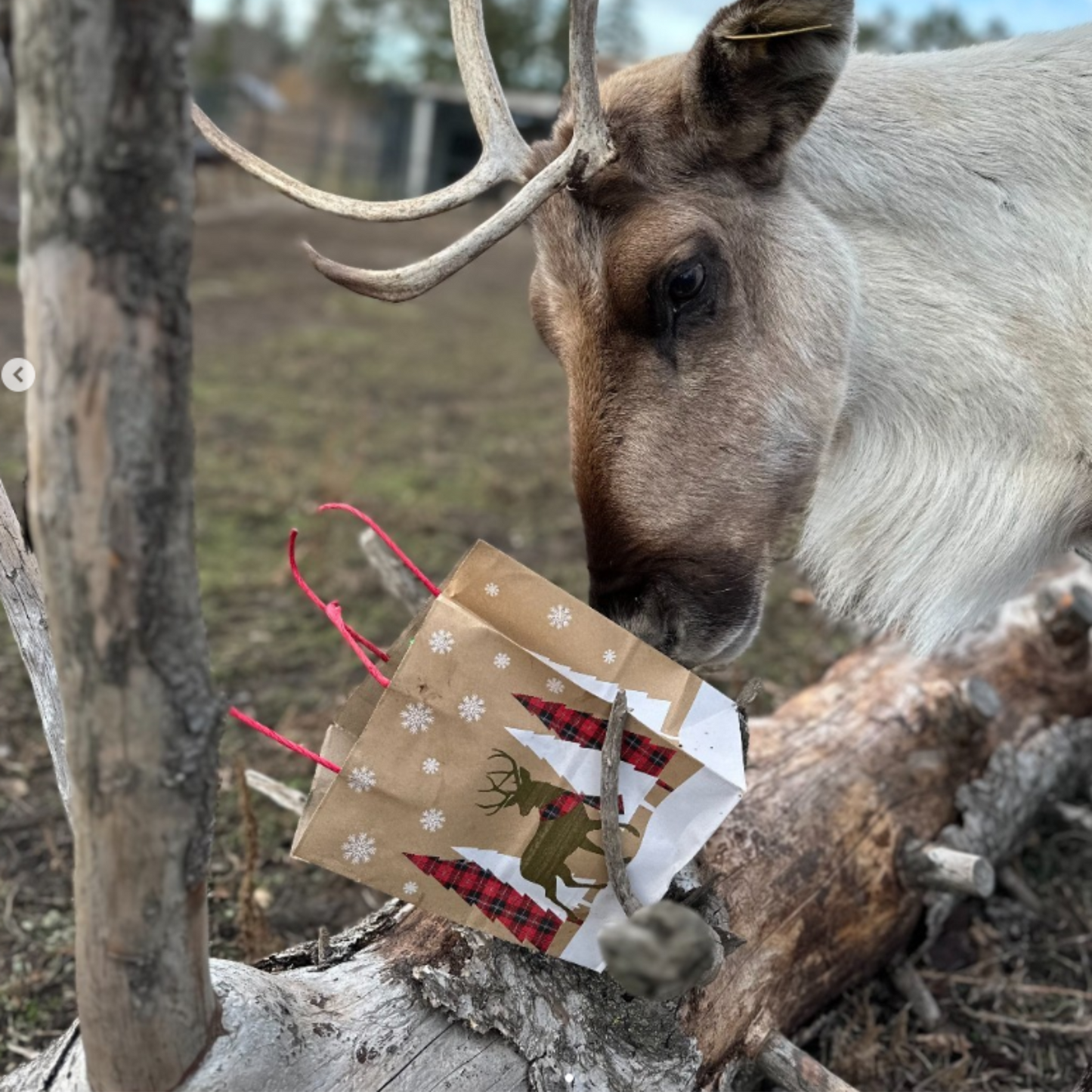 Deer Salt Lick for Caribou