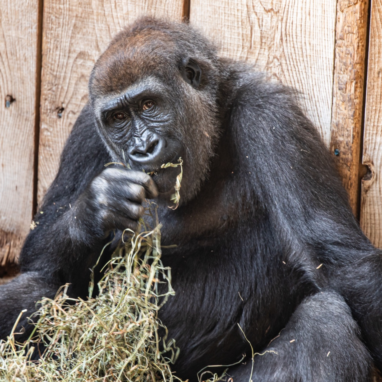 Western Lowland Gorilla, Charlie