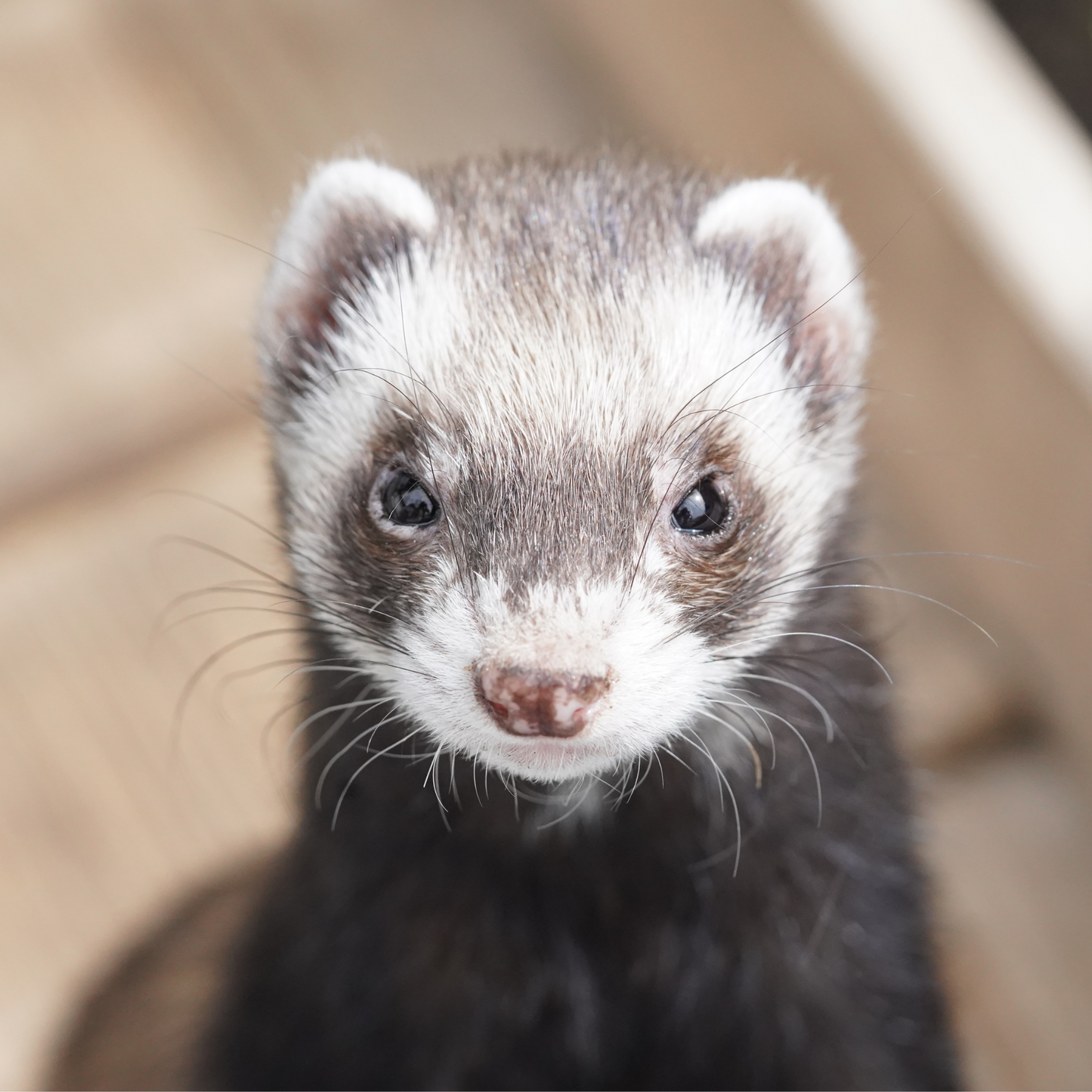 Spin N Eat Puzzle for Ferrets