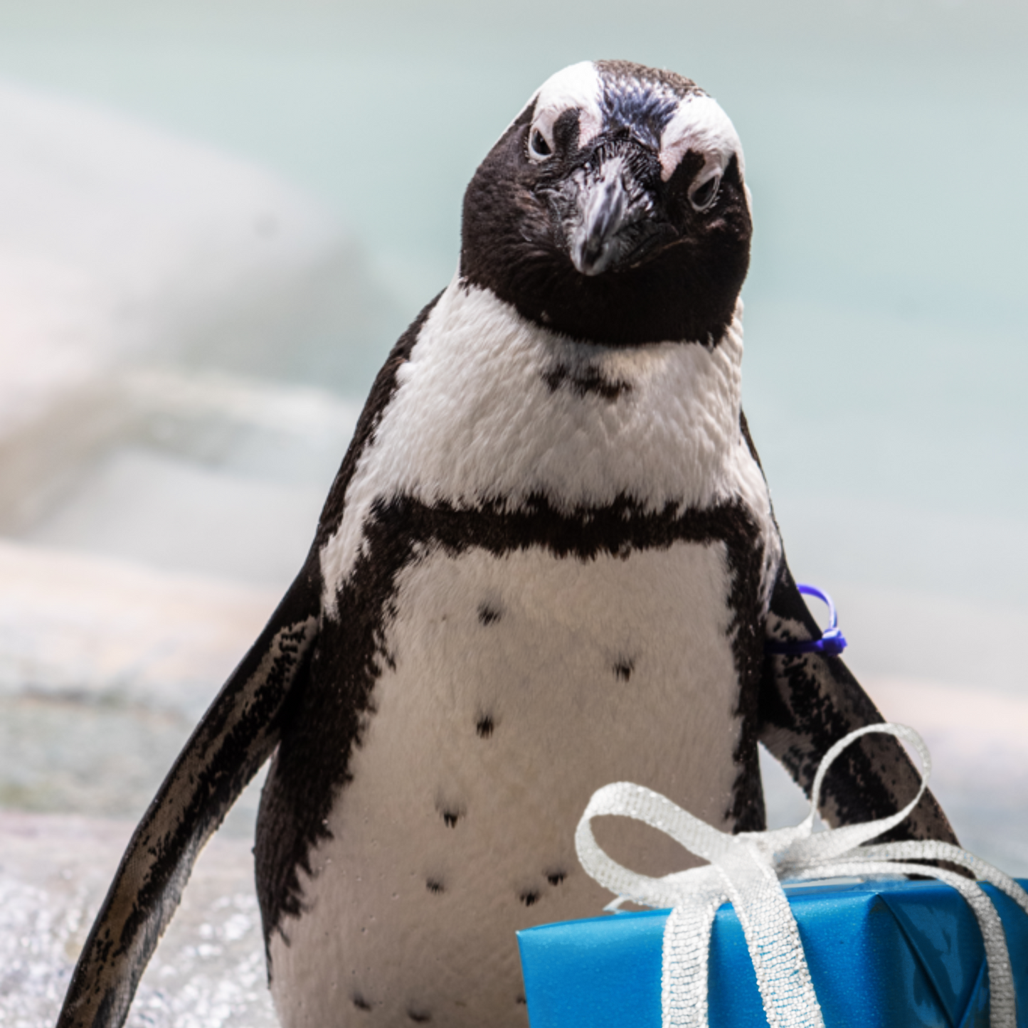 Hula Hoops for African Penguins