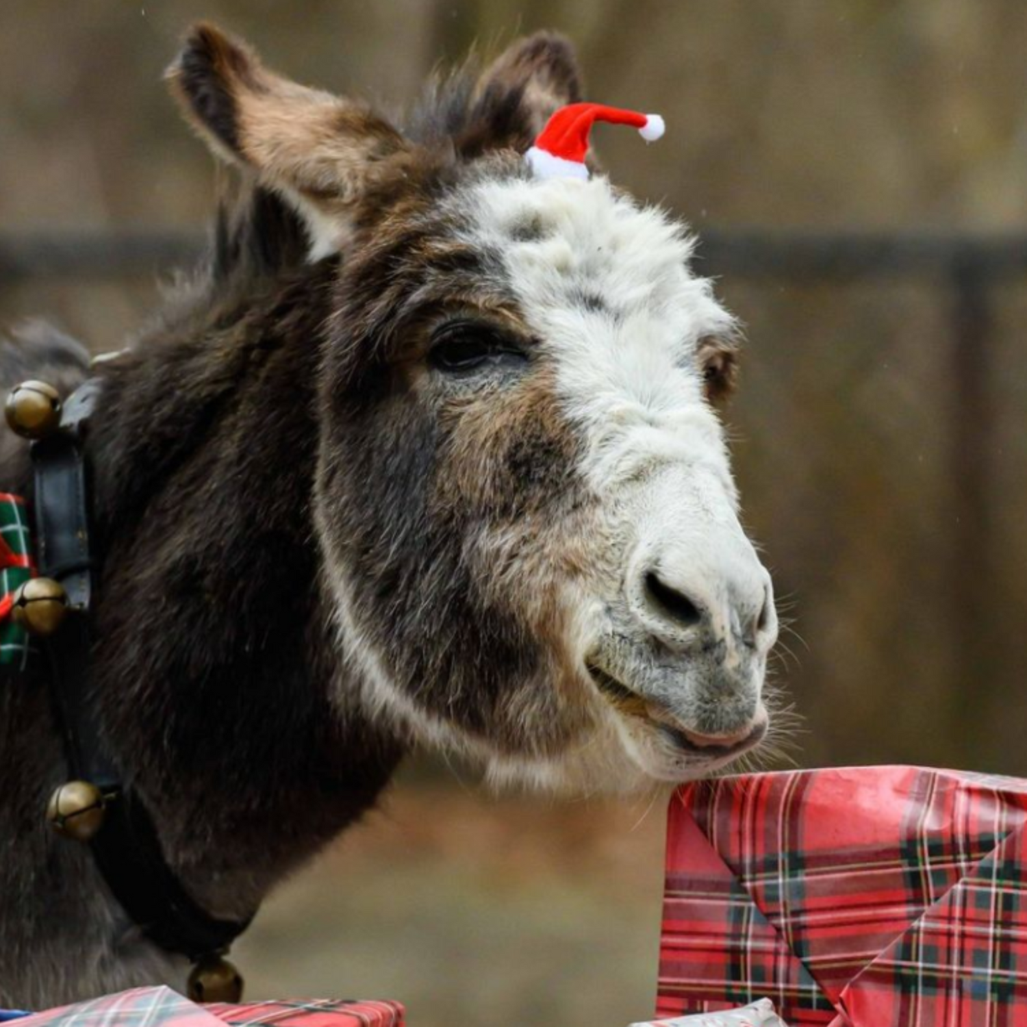 Miniature Donkey, Stirling, wearing a small Santa Hat on his head