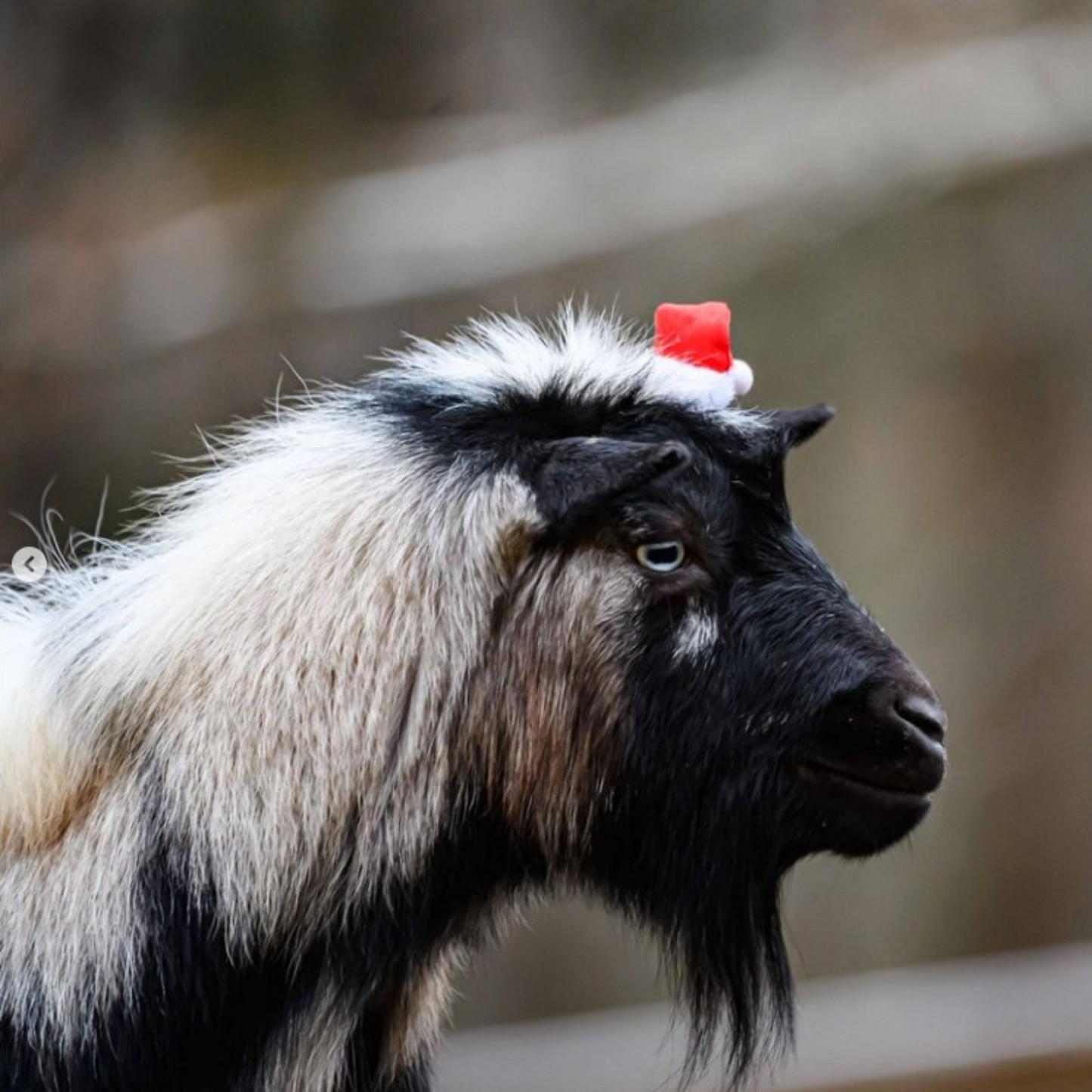 Hay Play Feeder for Goats