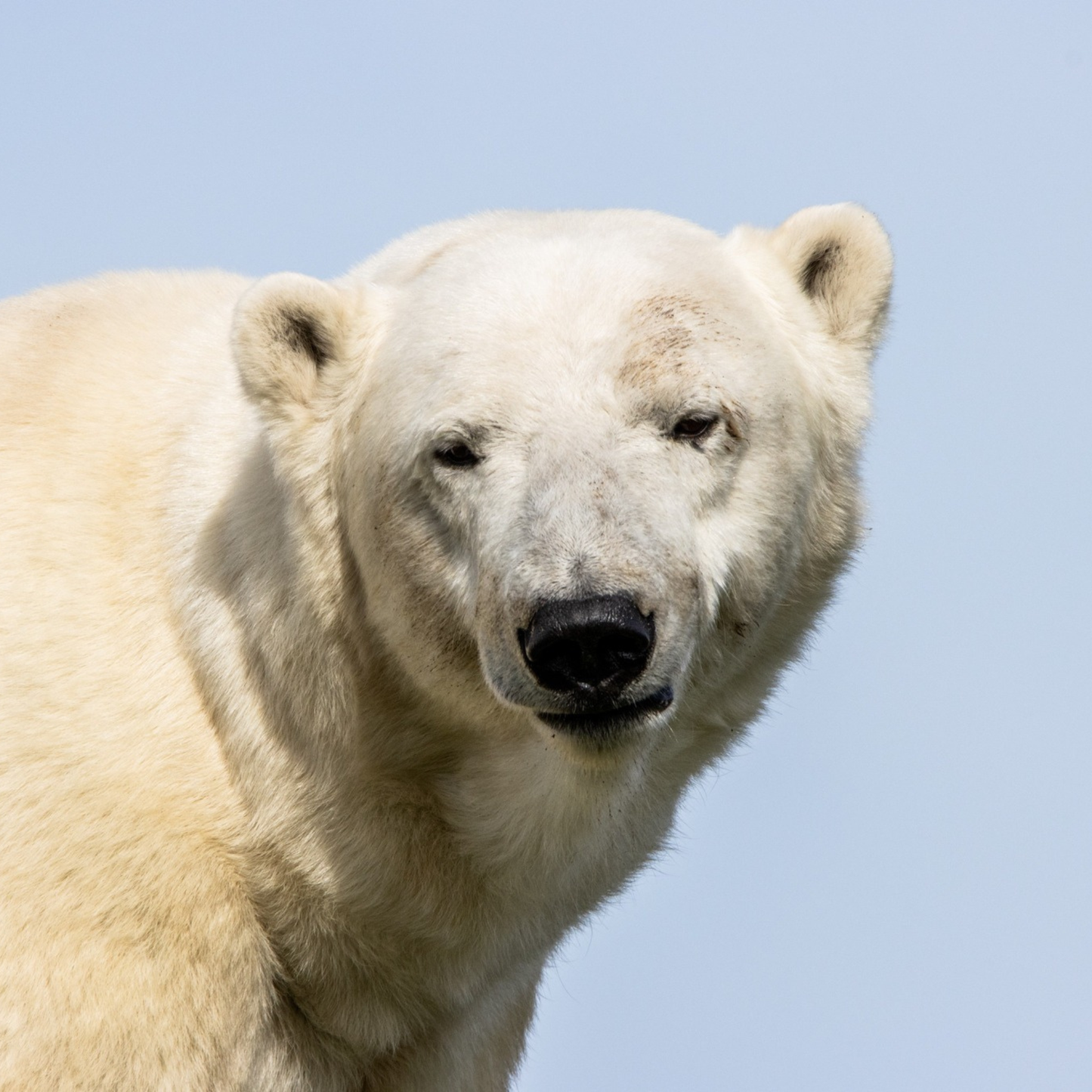 Polar Bear, Hudson
