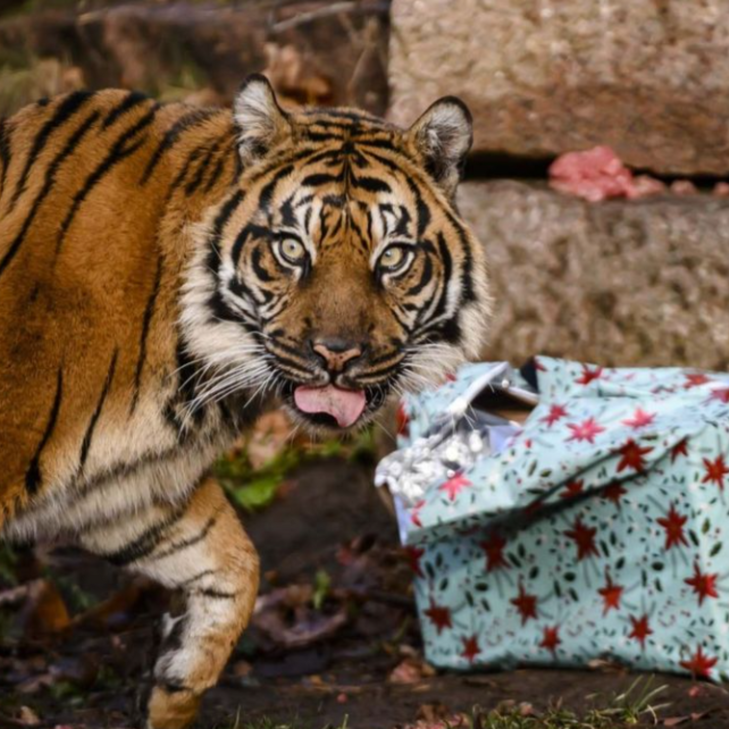 Perfume for Lions and Tigers