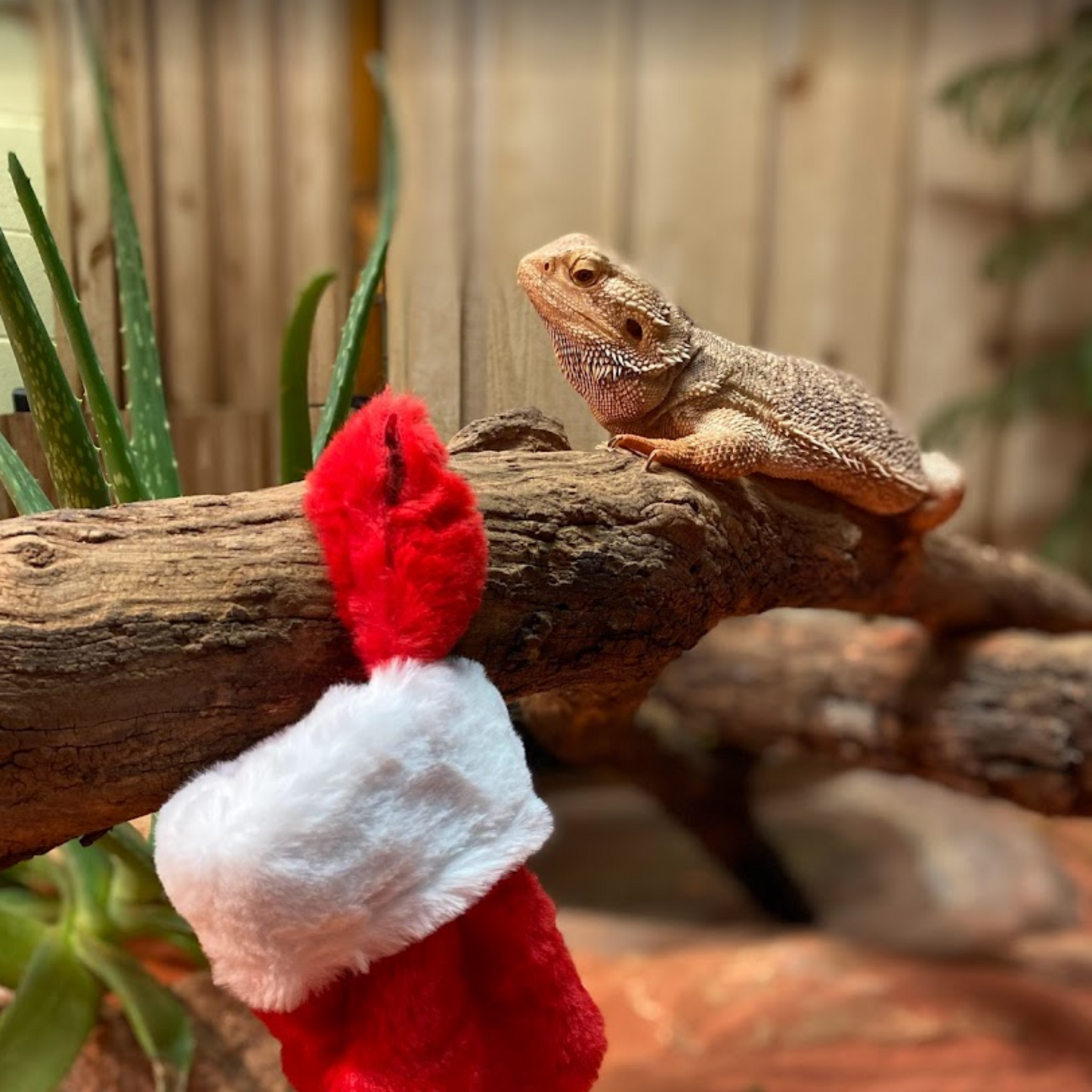 Grapevines for Lizards