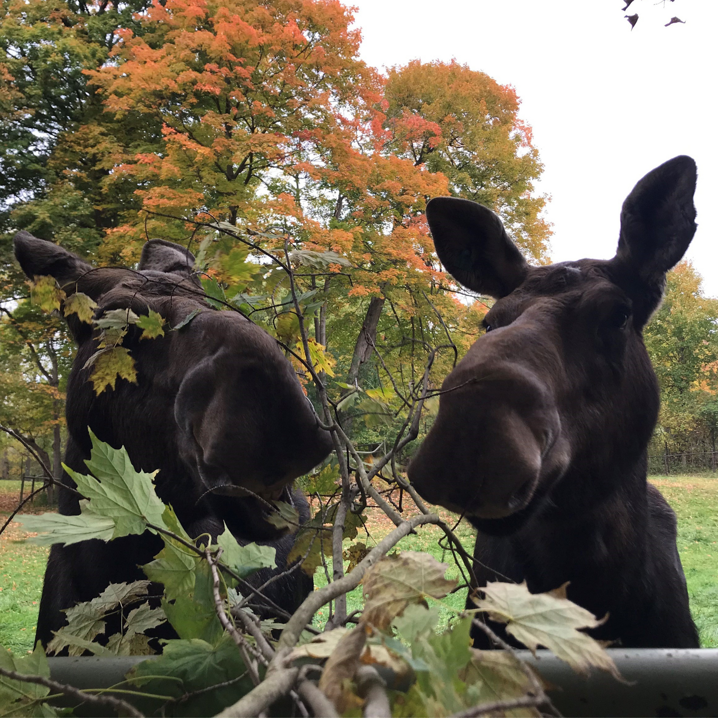 Animal Itchin’ Itching Post Scratcher for Moose
