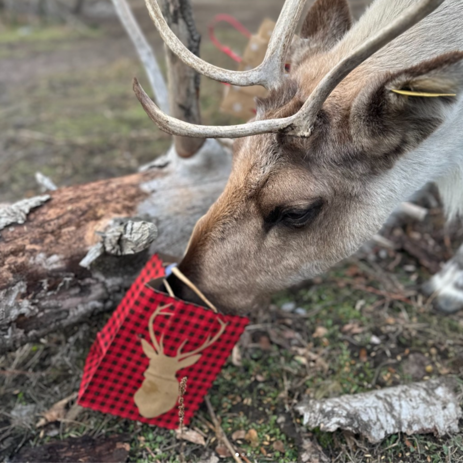 A caribou peeks inside a Christmas gift bag with a reindeer on the front of it