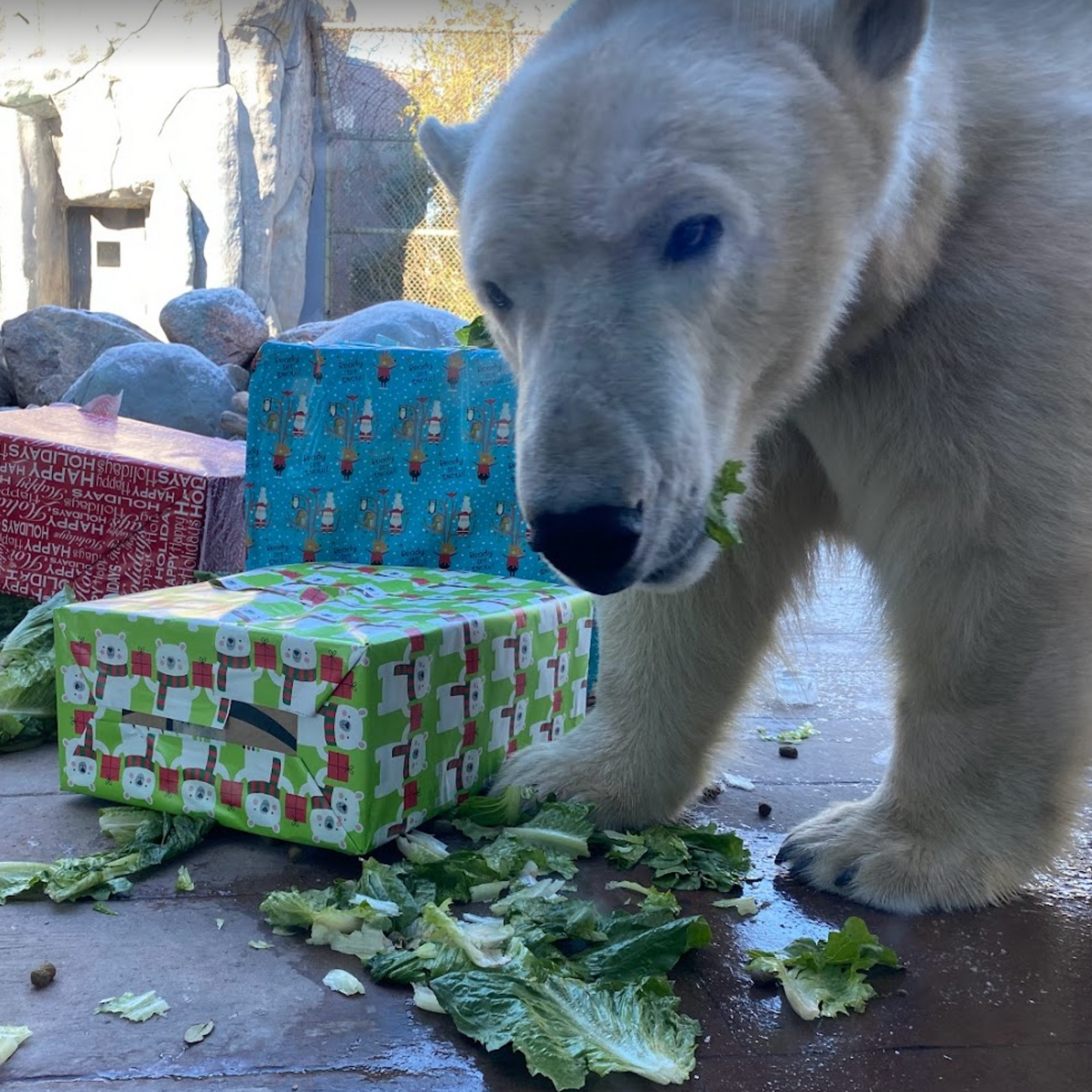Dripper Feeder for Polar Bears