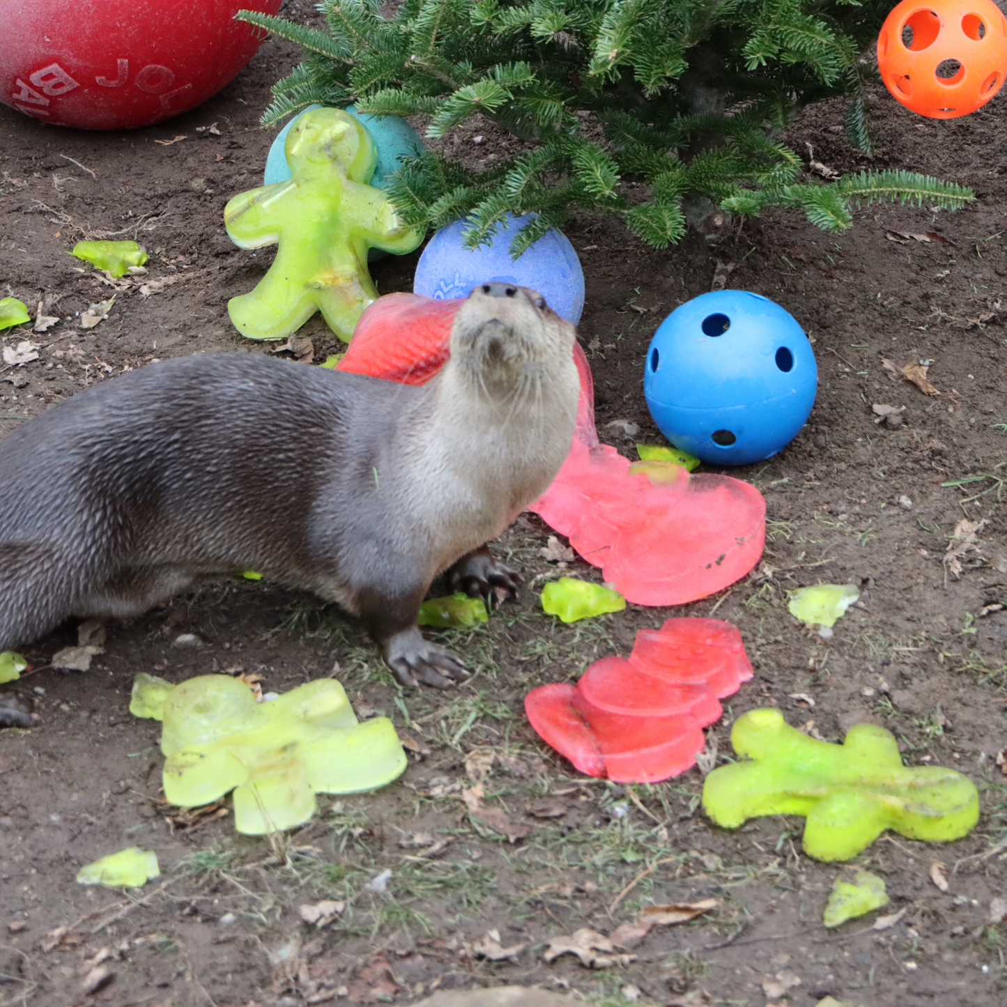 Tipsy Tom for River Otter