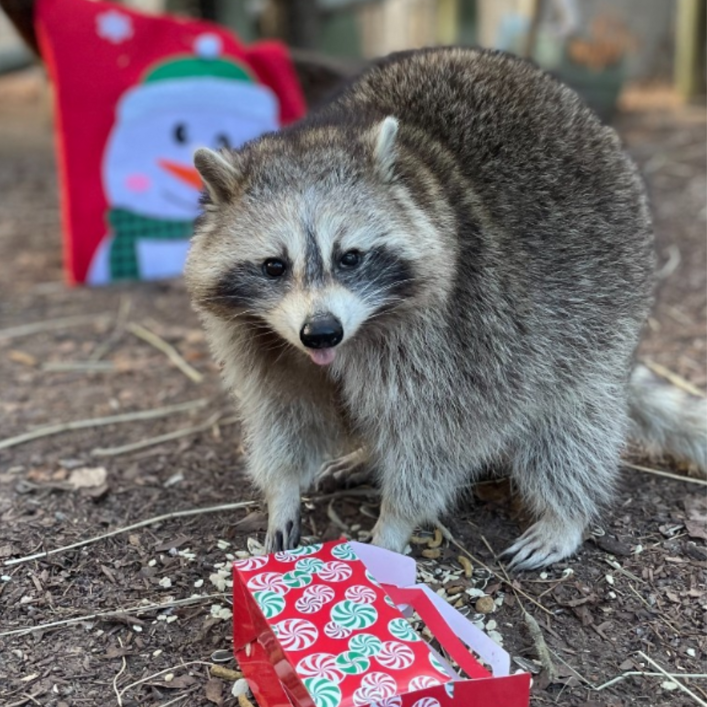 Corn Feeder for Raccoons