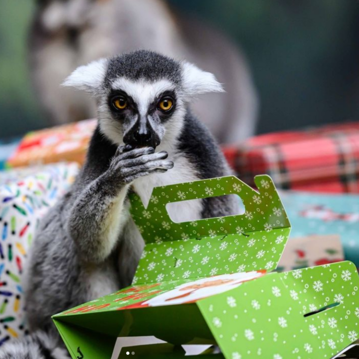 Sprinklers for Ring-Tailed Lemurs