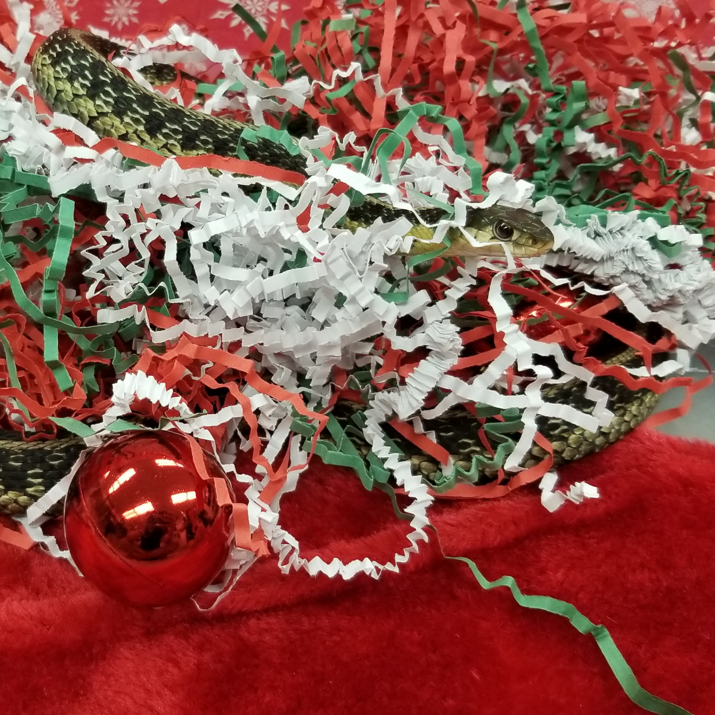 Grapevines for Snakes