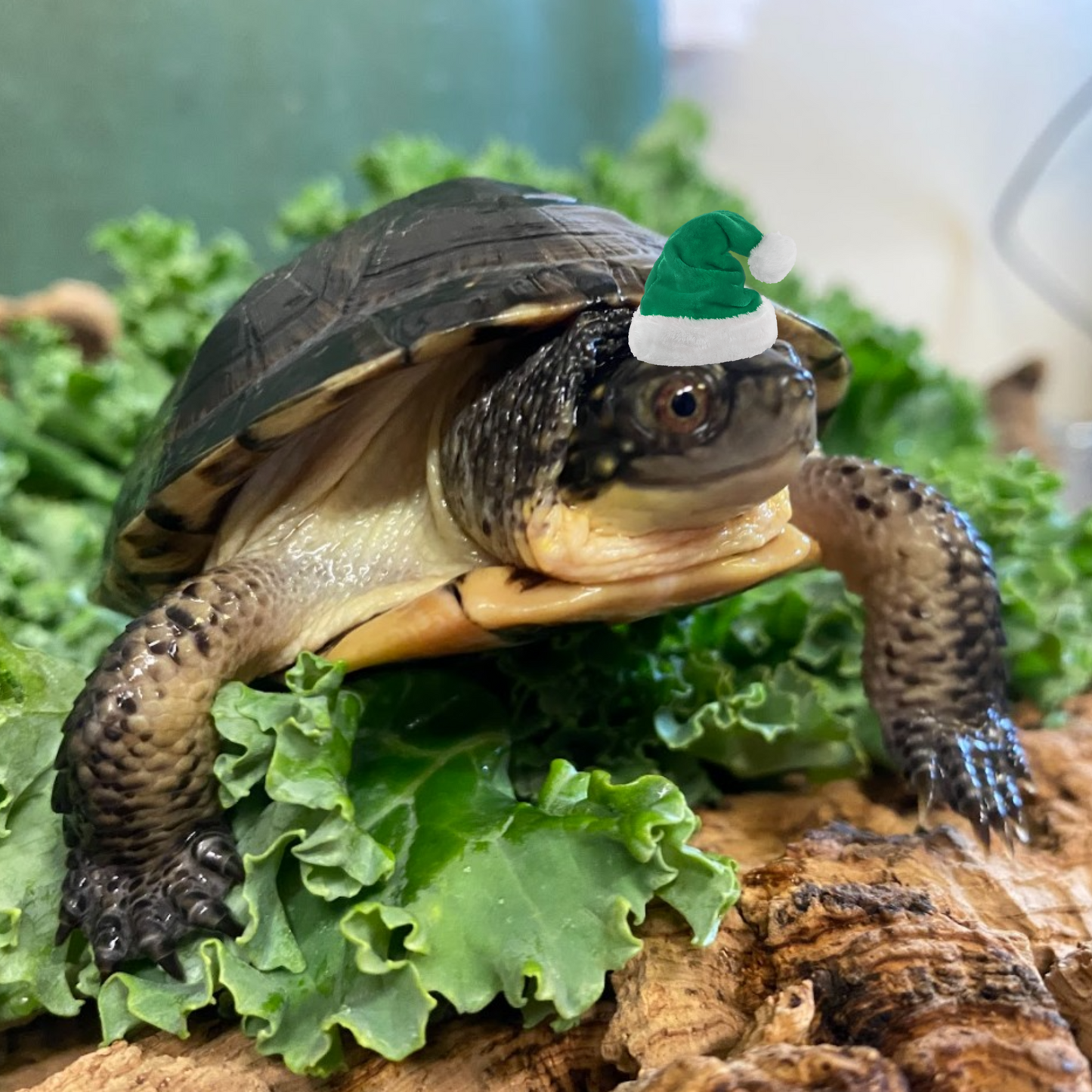 Logs for Turtles