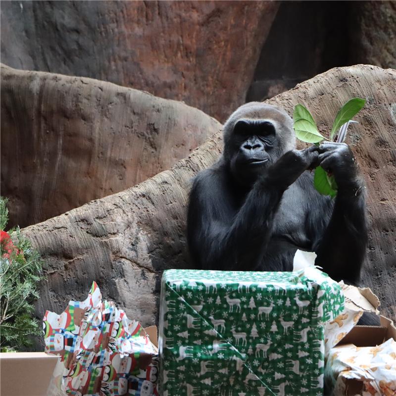 Ball Pit Balls for Various Great Apes & Primates