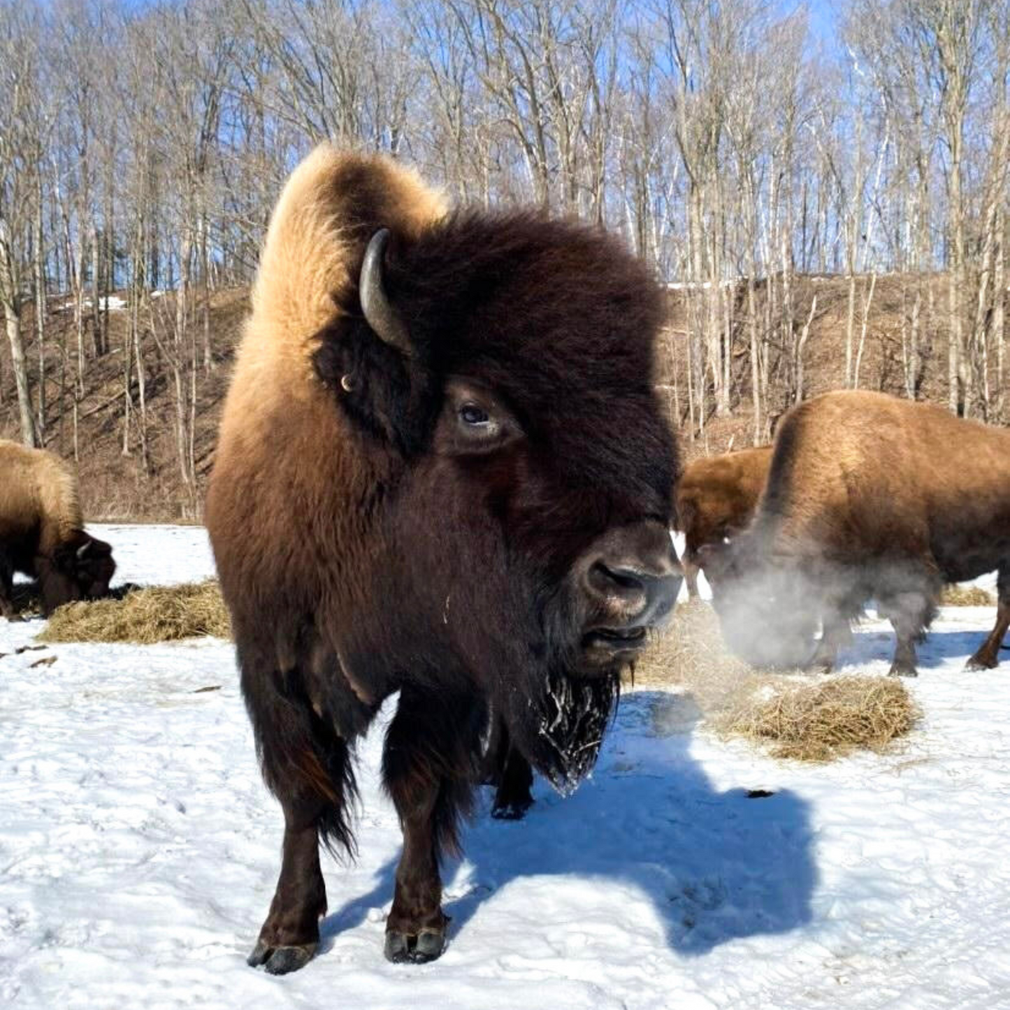 Animal Itchin’ Itching Post Scratcher for Wood Bison