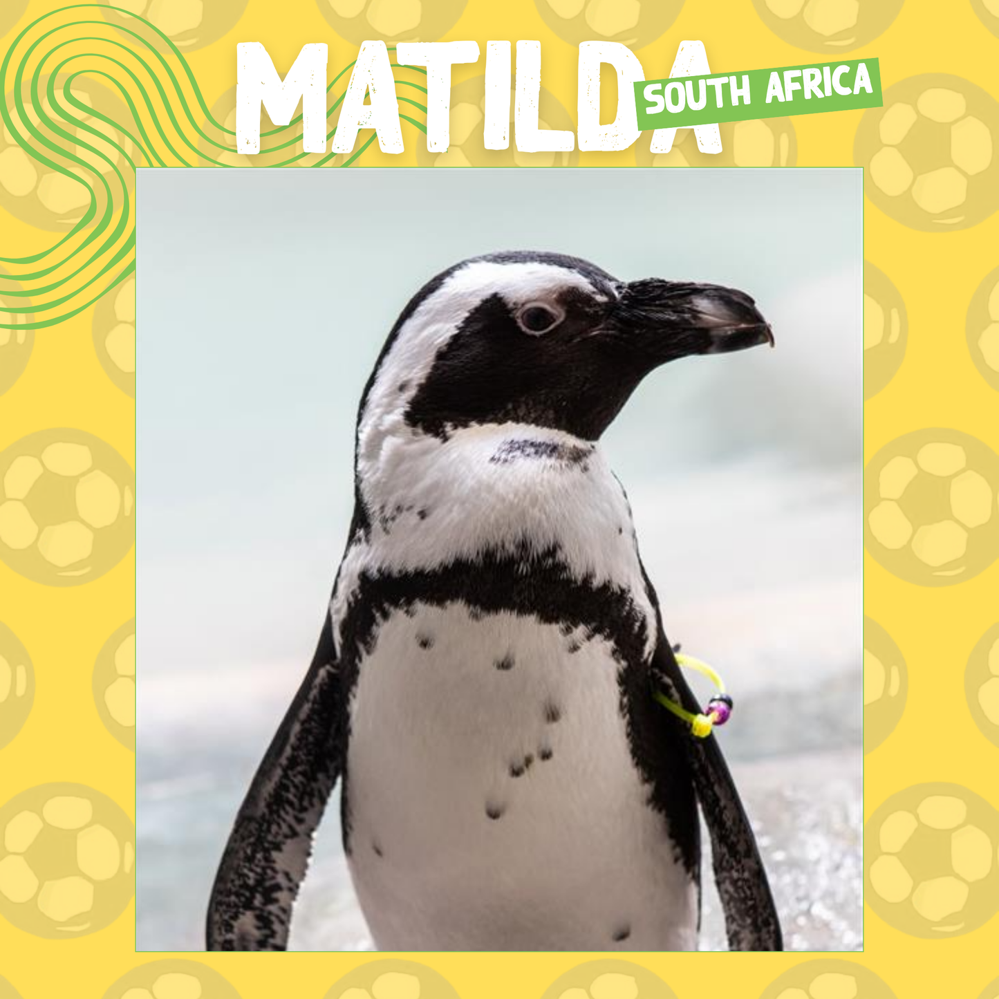 Wild Cup - African Penguin, Matilda
