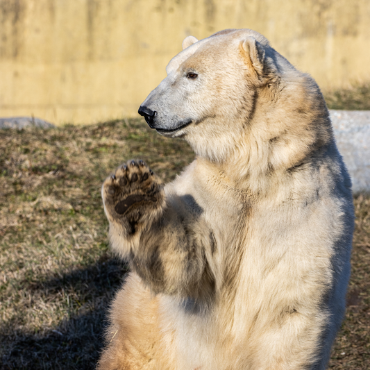 Polar Bear
