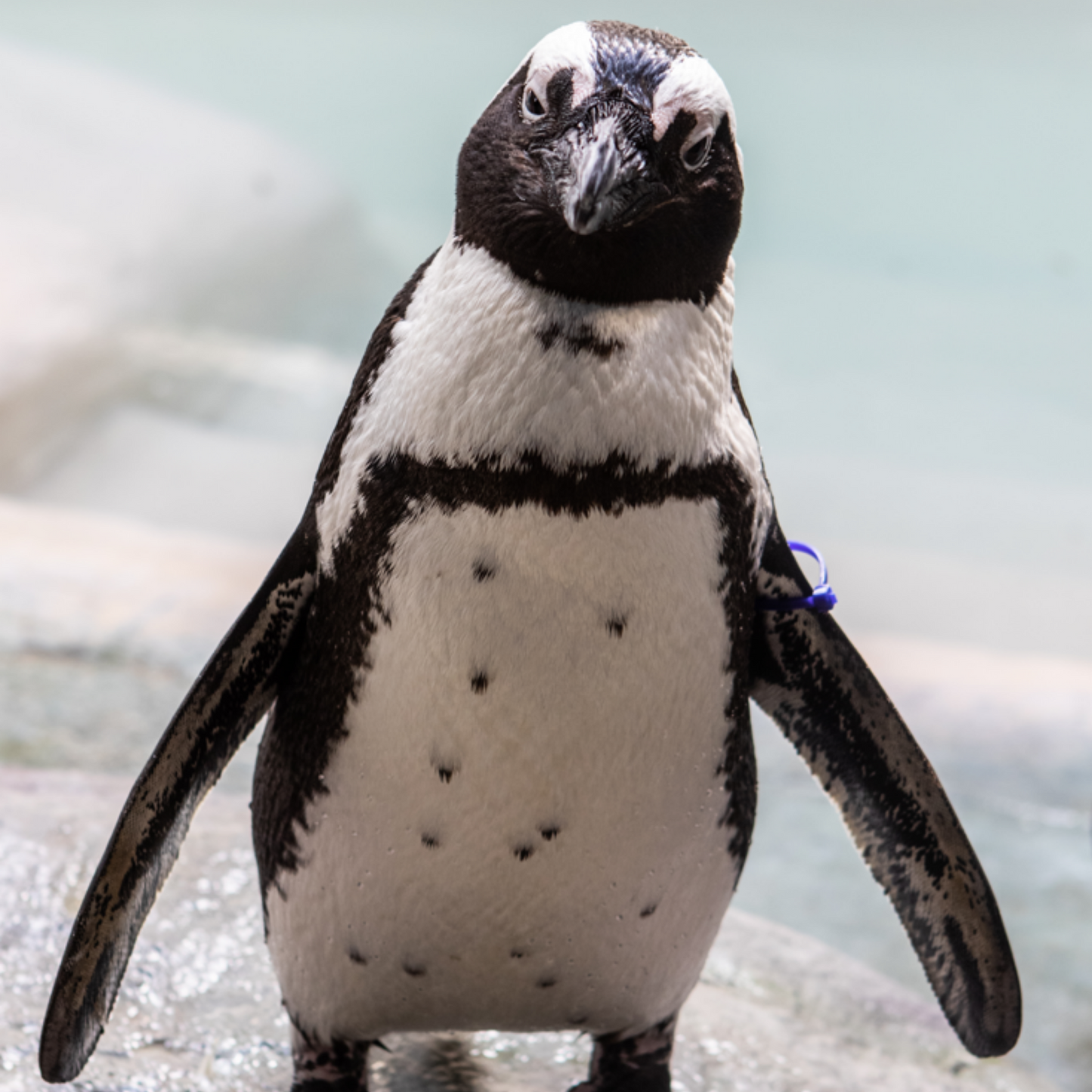 African Penguin