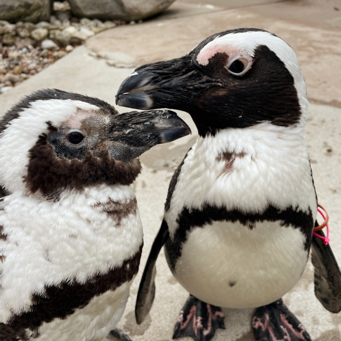 African Penguin