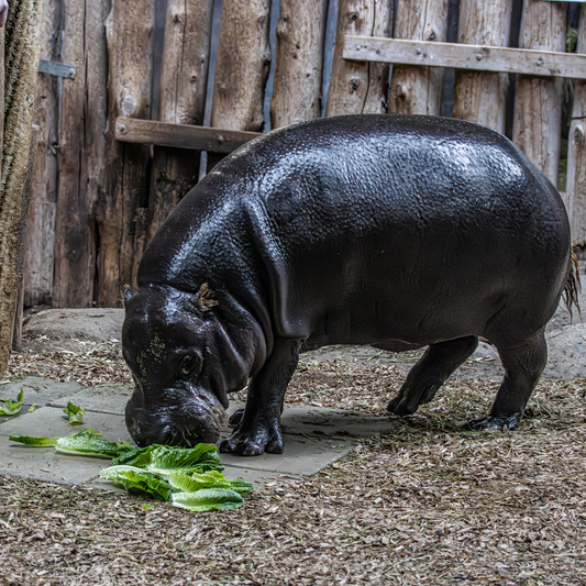 Pygmy Hippopotamus