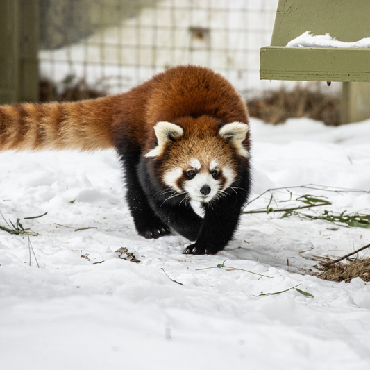 Red Panda