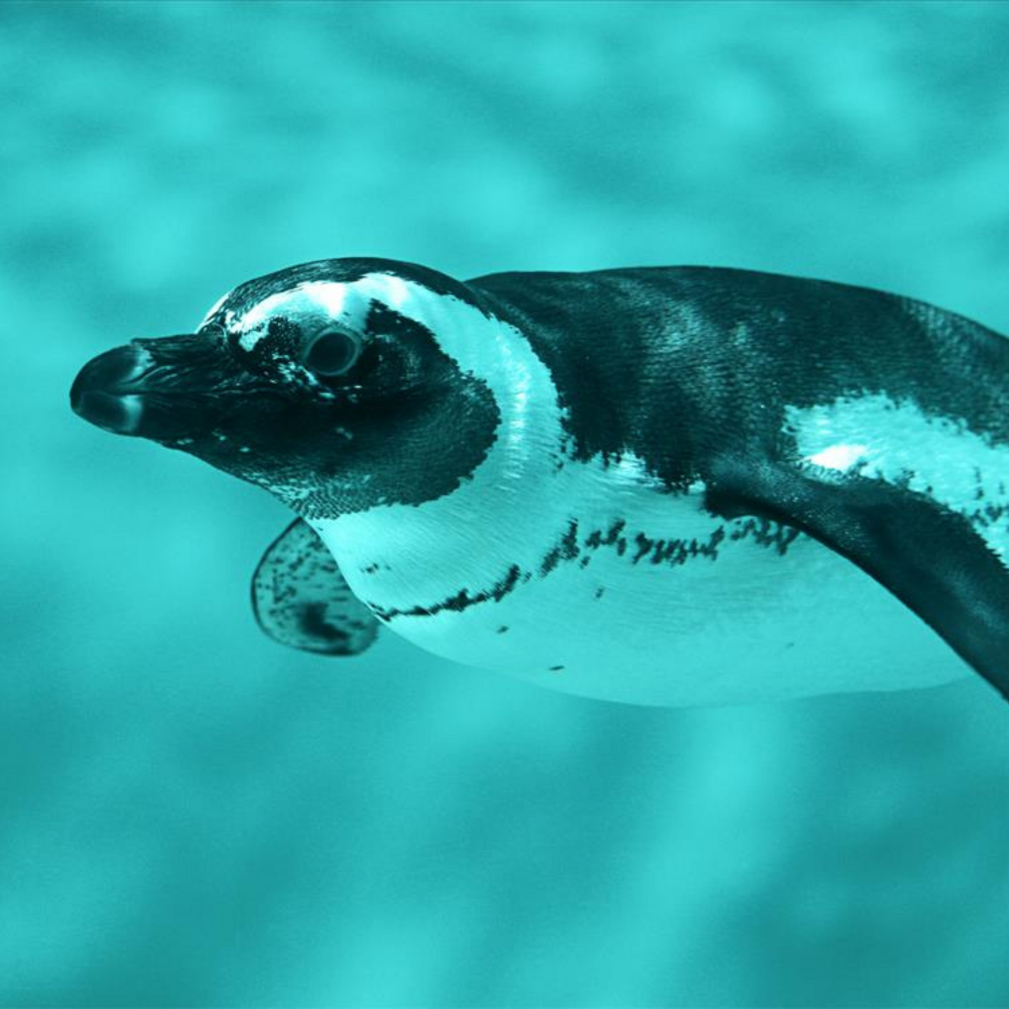 African Penguin