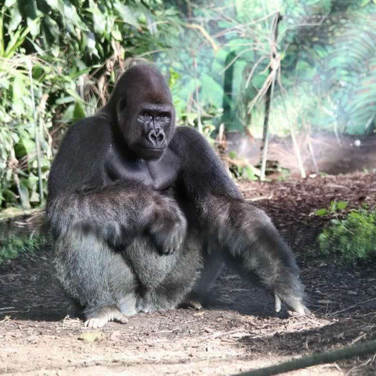 Western Lowland Gorilla