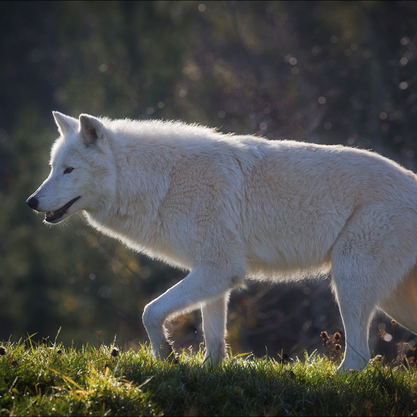 Arctic Wolf