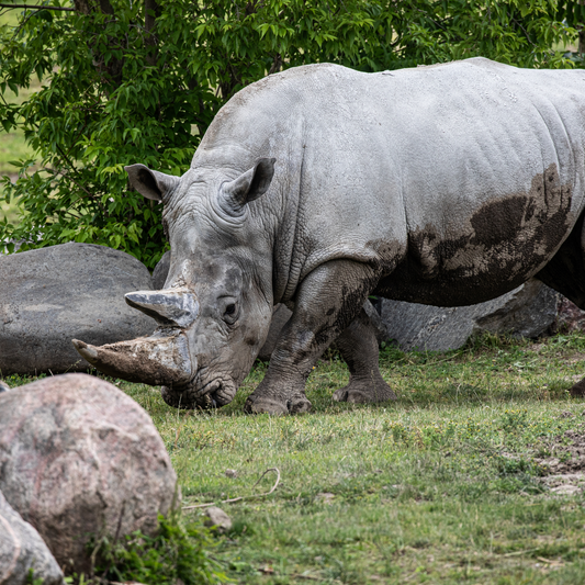 White Rhinoceros
