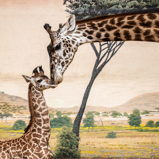 Masai Giraffe, Imara