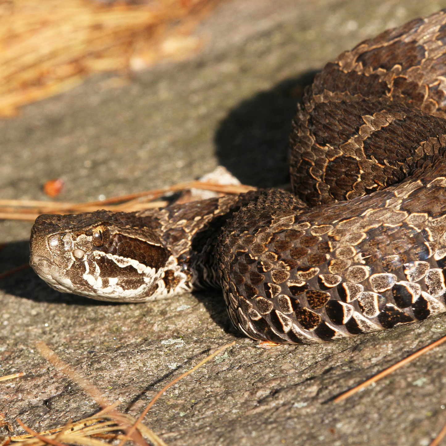 Eastern Massasauga Rattlesnake