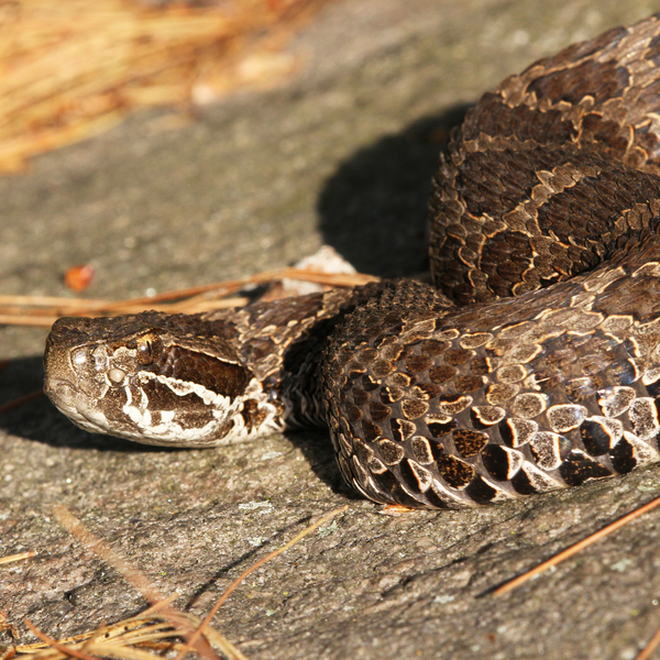 Eastern Massasauga Rattlesnake – Toronto Zoo Wildlife Conservancy Adopt ...