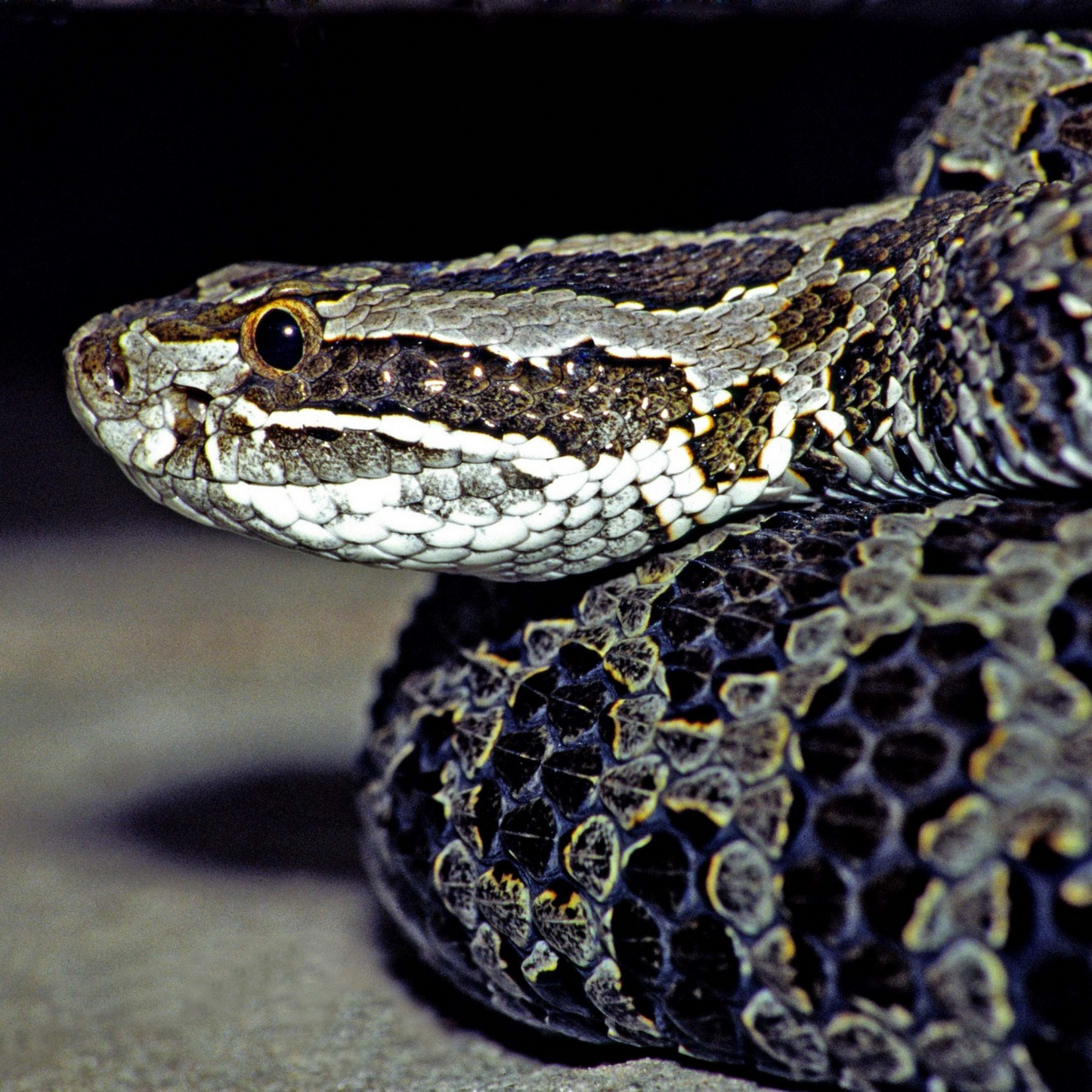 Eastern Massasauga Rattlesnake