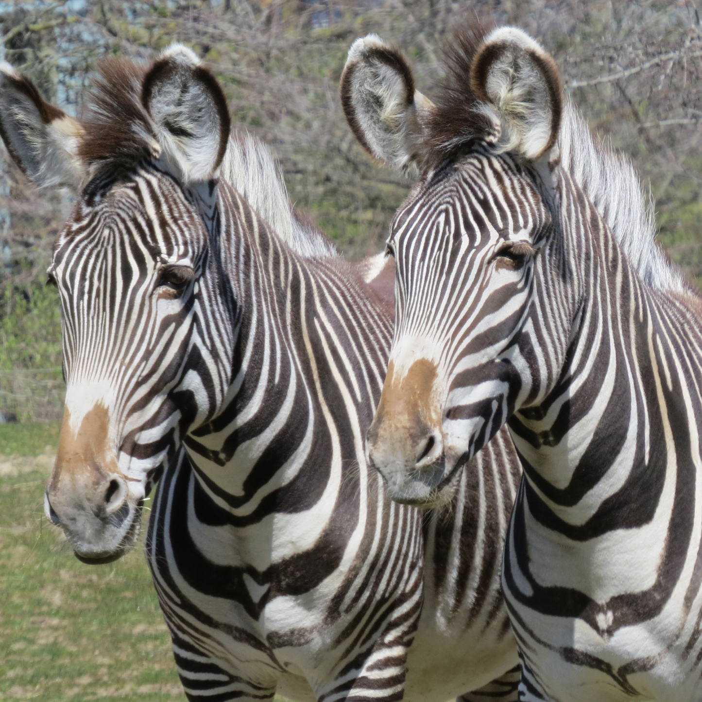 Grevy's Zebra