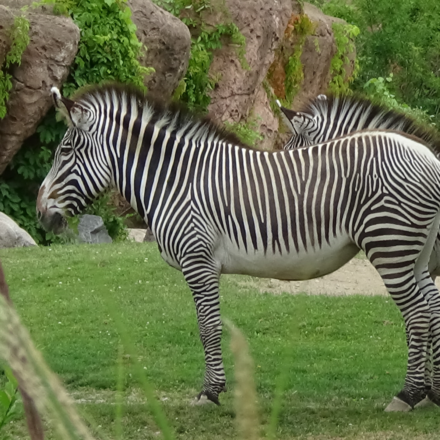 Grevy's Zebra