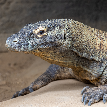Komodo Dragon