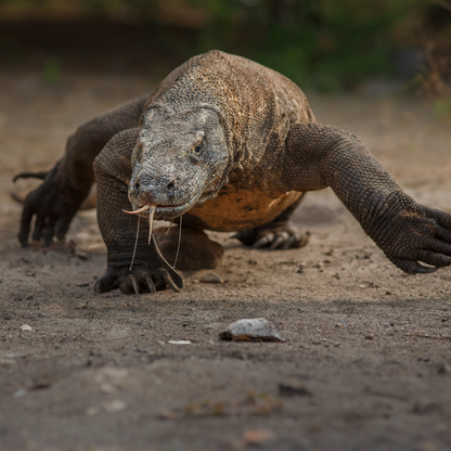 Komodo Dragon