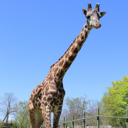 Masai Giraffe