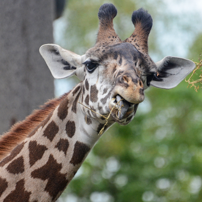 Masai Giraffe