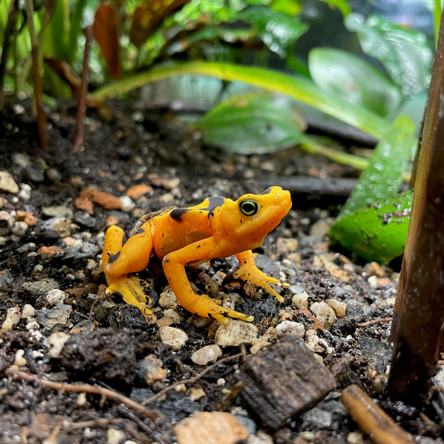 Panamanian Golden Frog