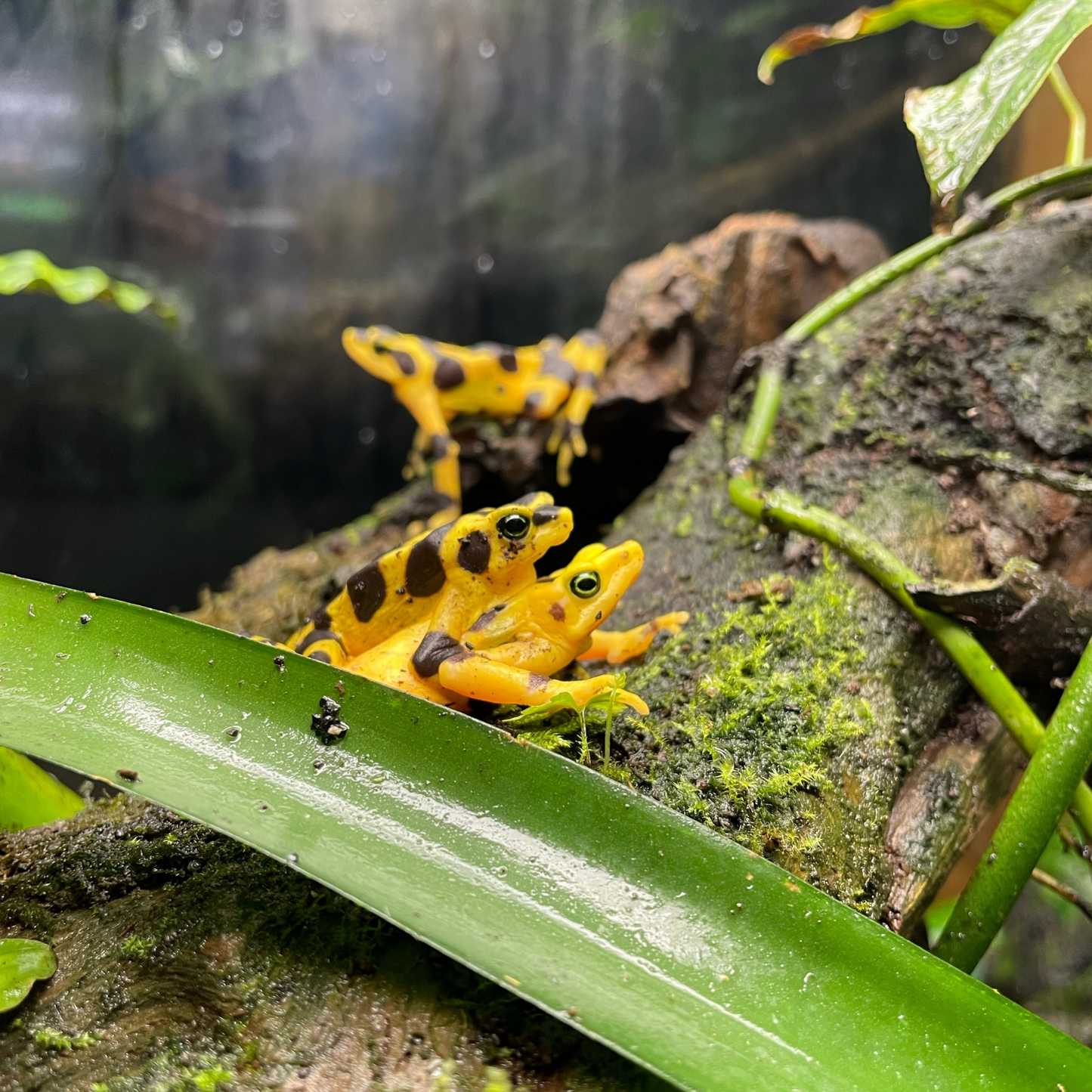 Panamanian Golden Frog