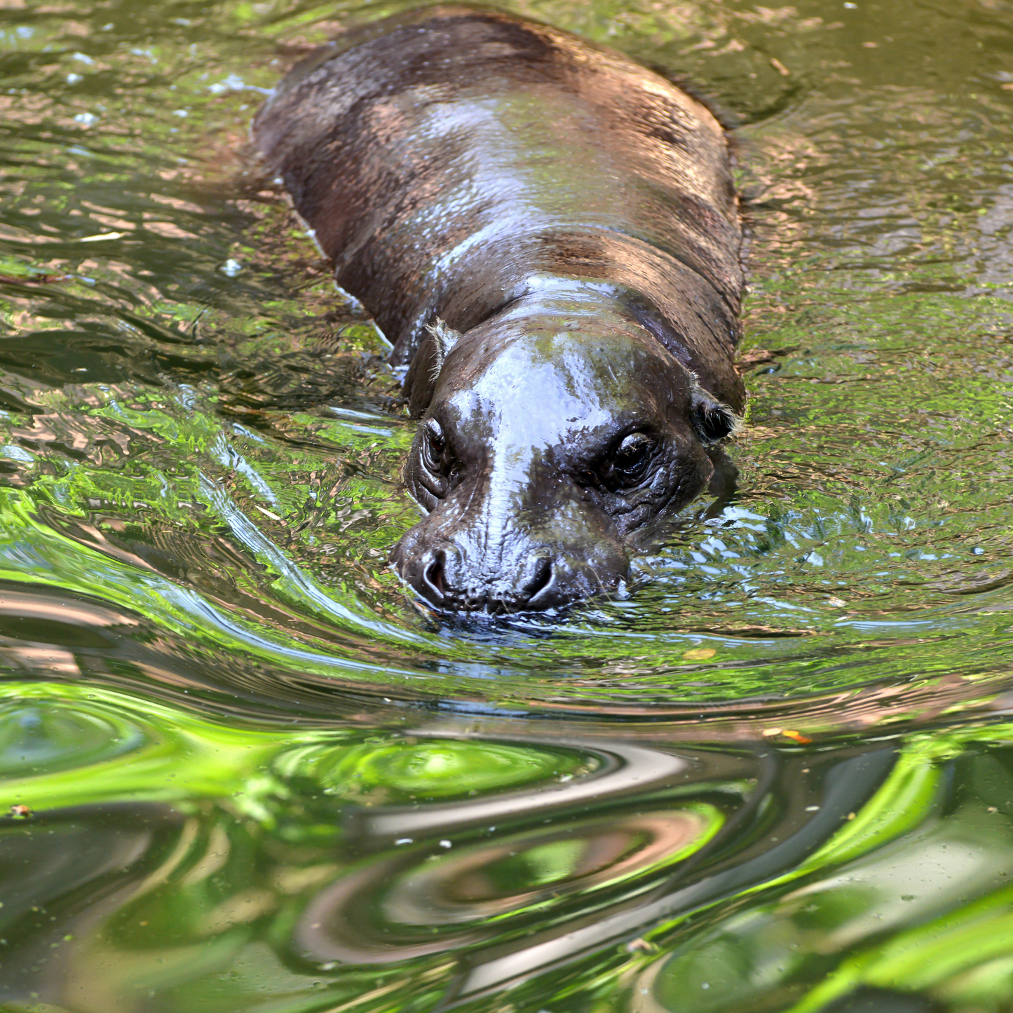 Pygmy Hippopotamus